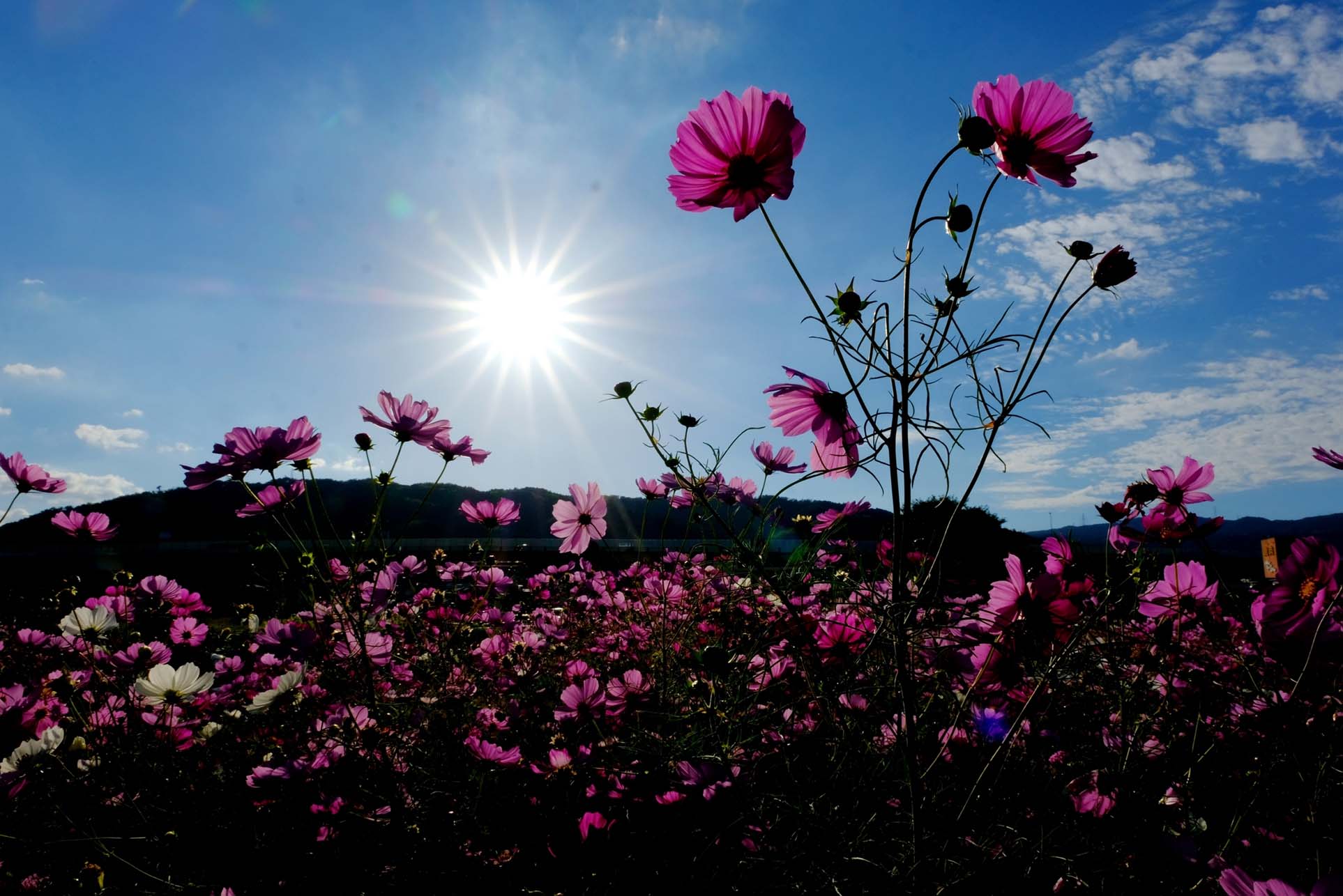 「花見登山」