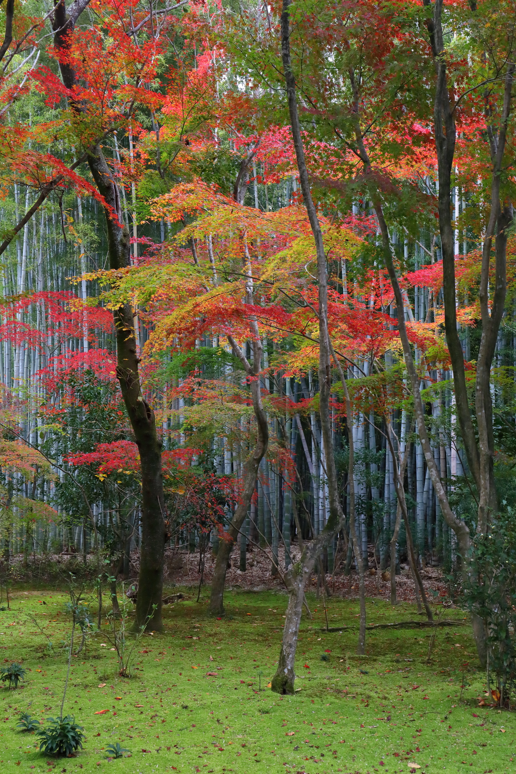 「竹林の紅葉」