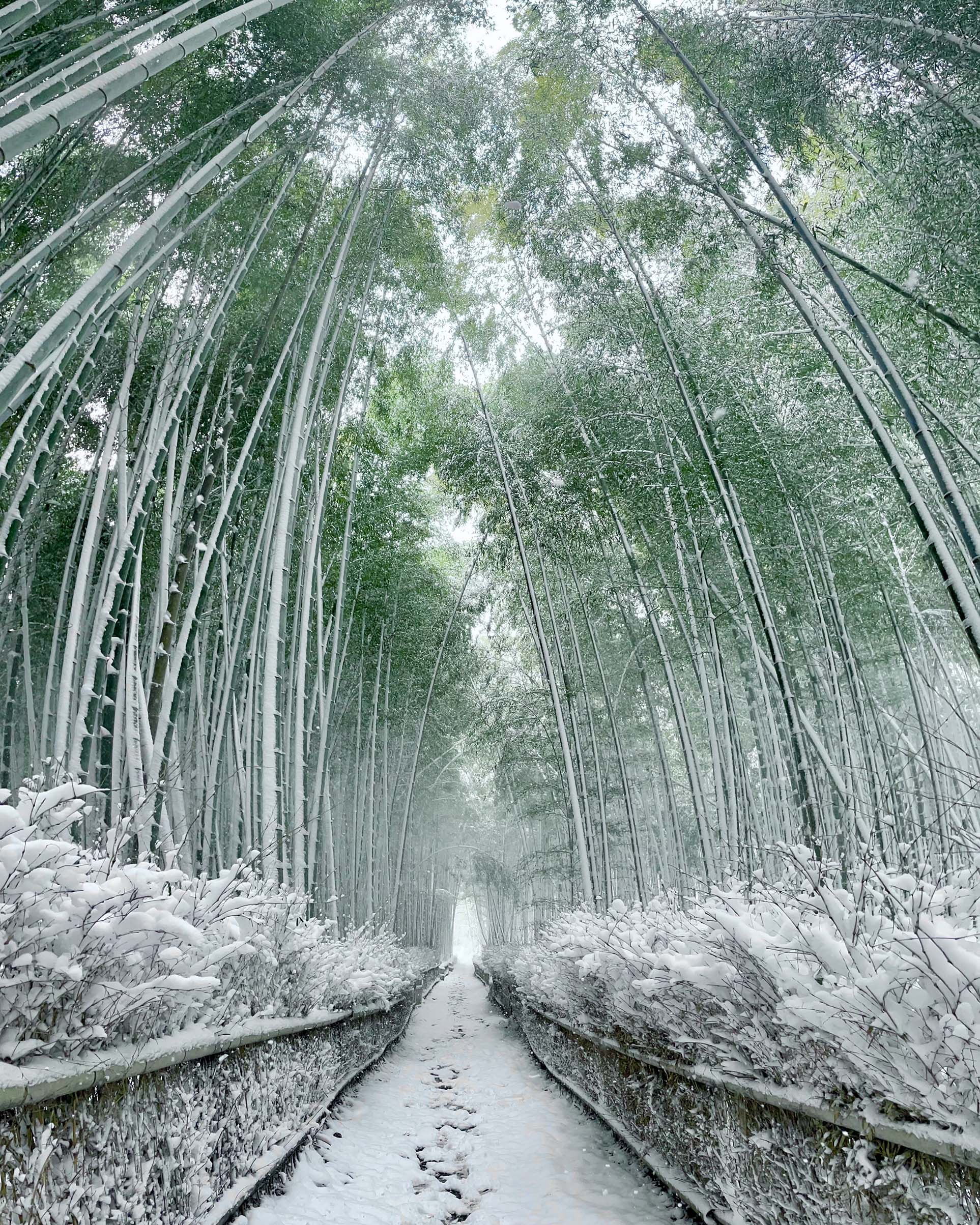 「雪竹」