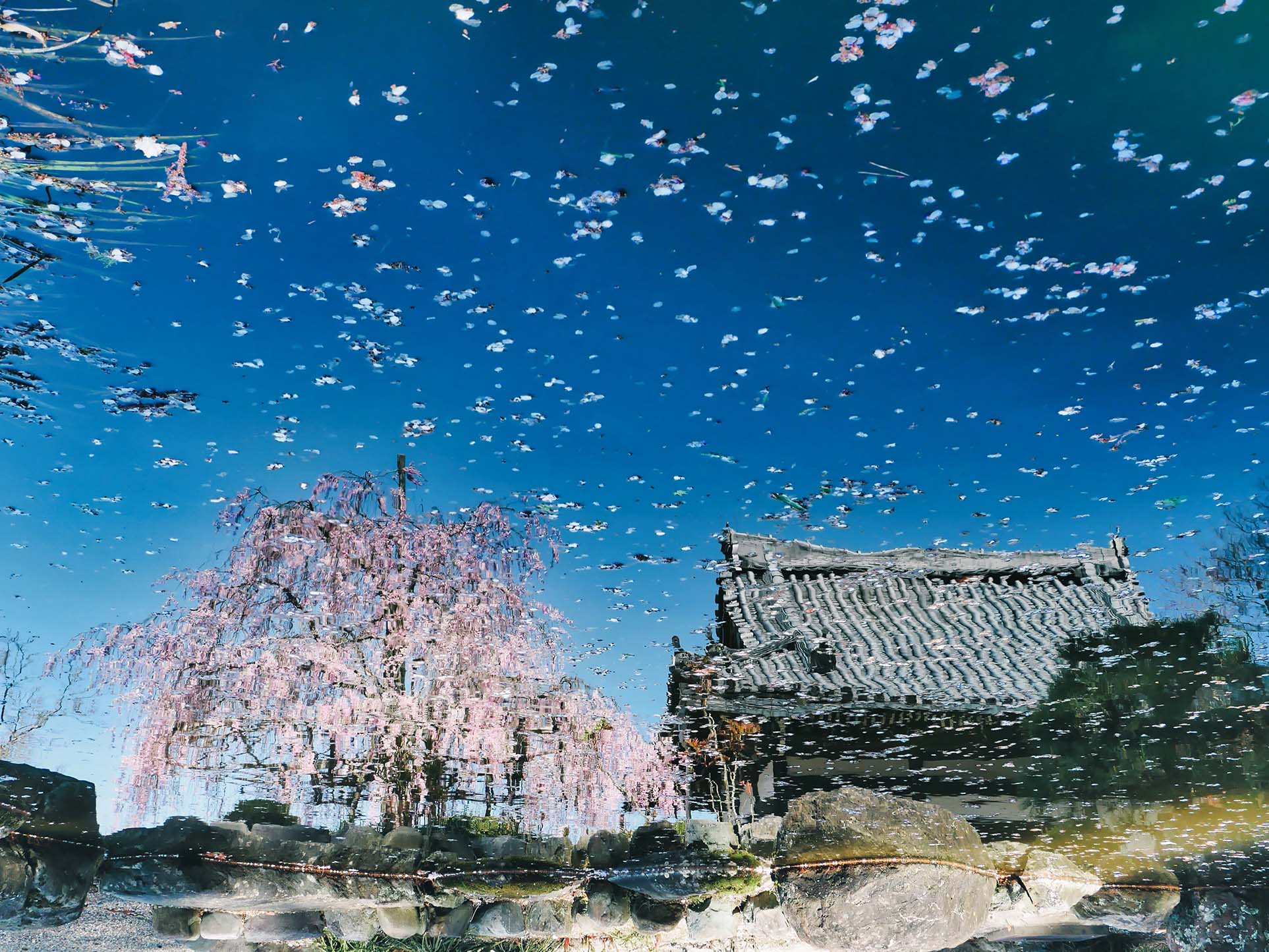 「池の中の桜」