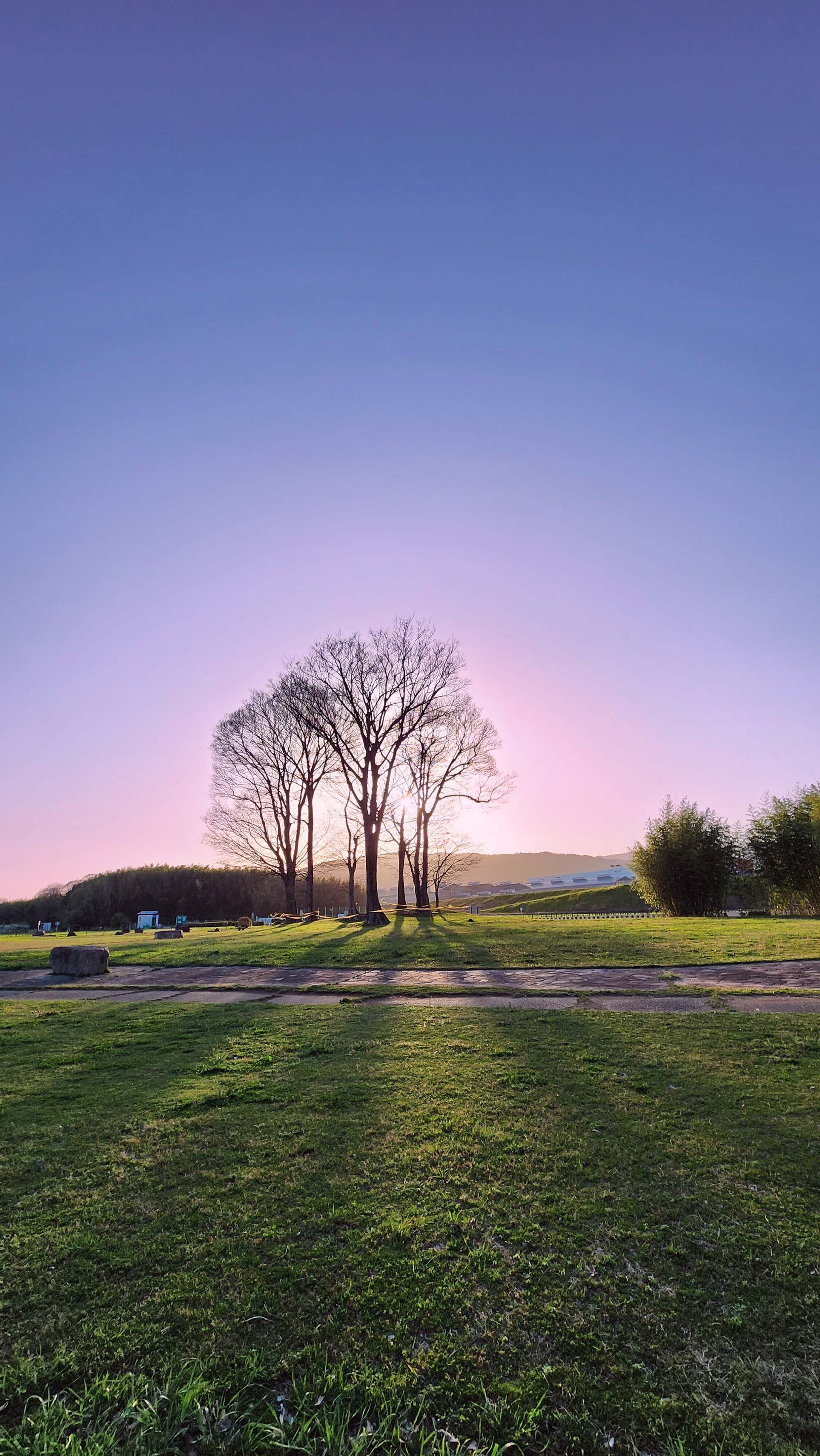 「大樹が語る夕暮れの詩」