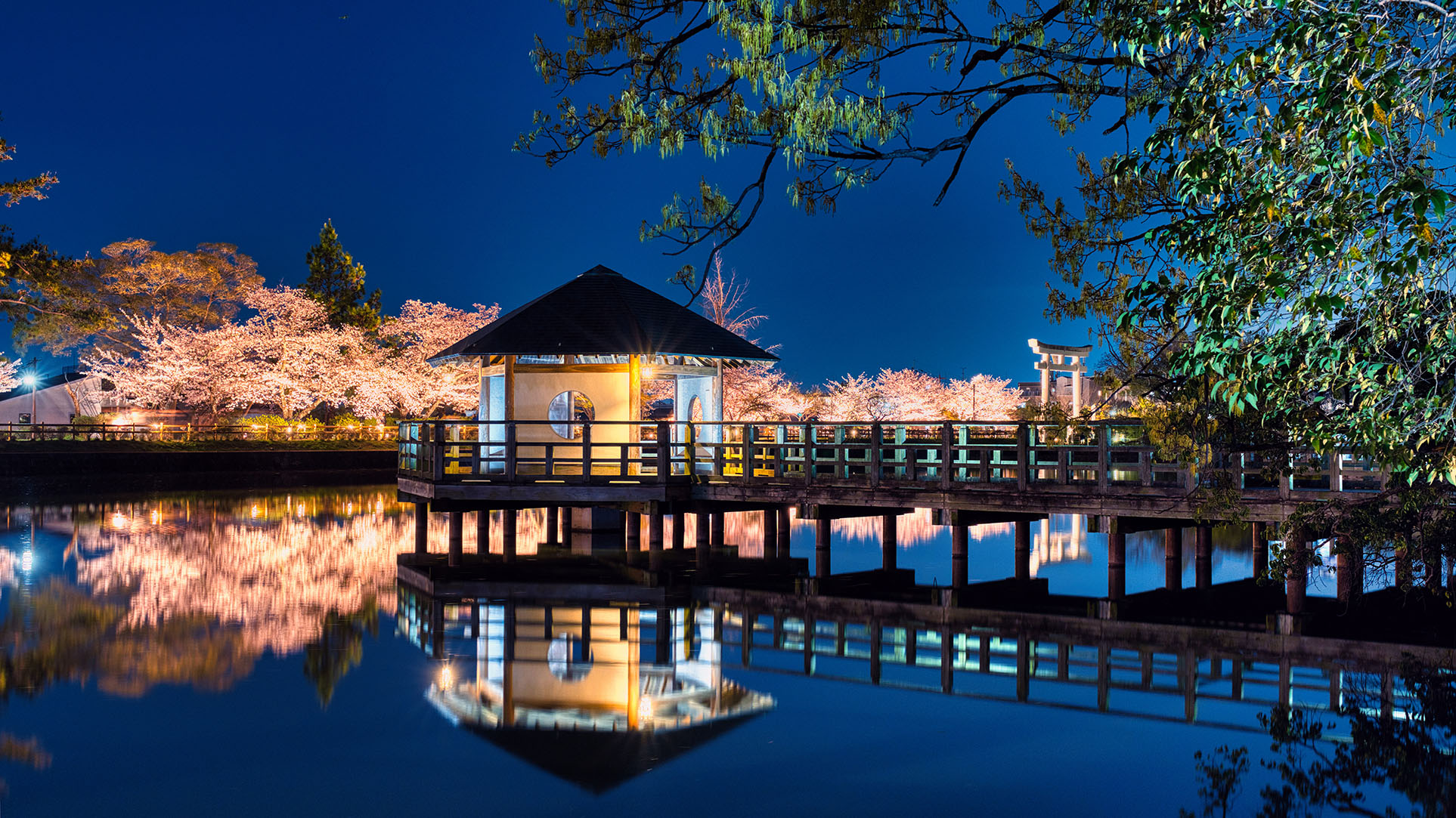 「八条が池の夜桜」