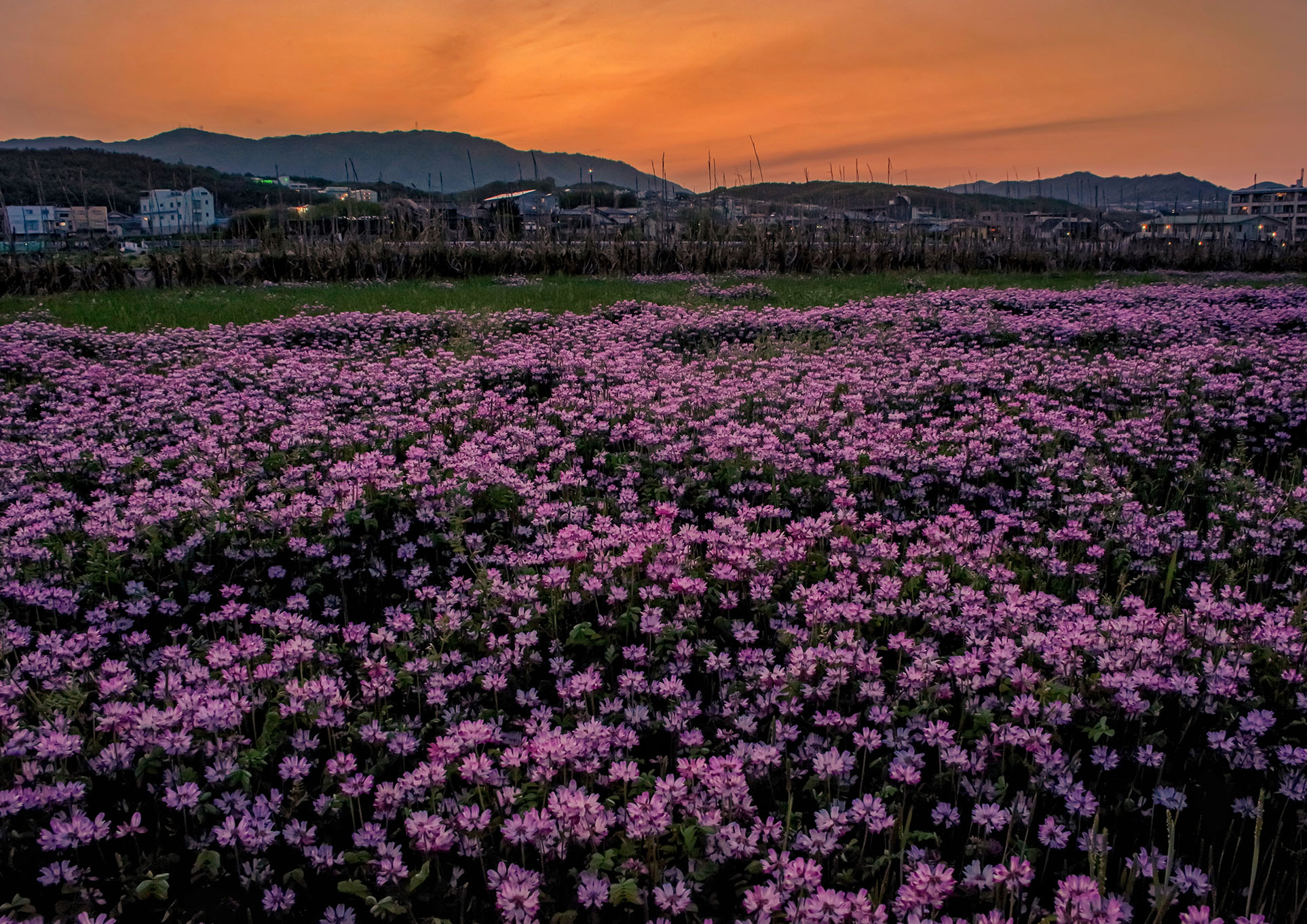 「夕暮れのレンゲ畑」