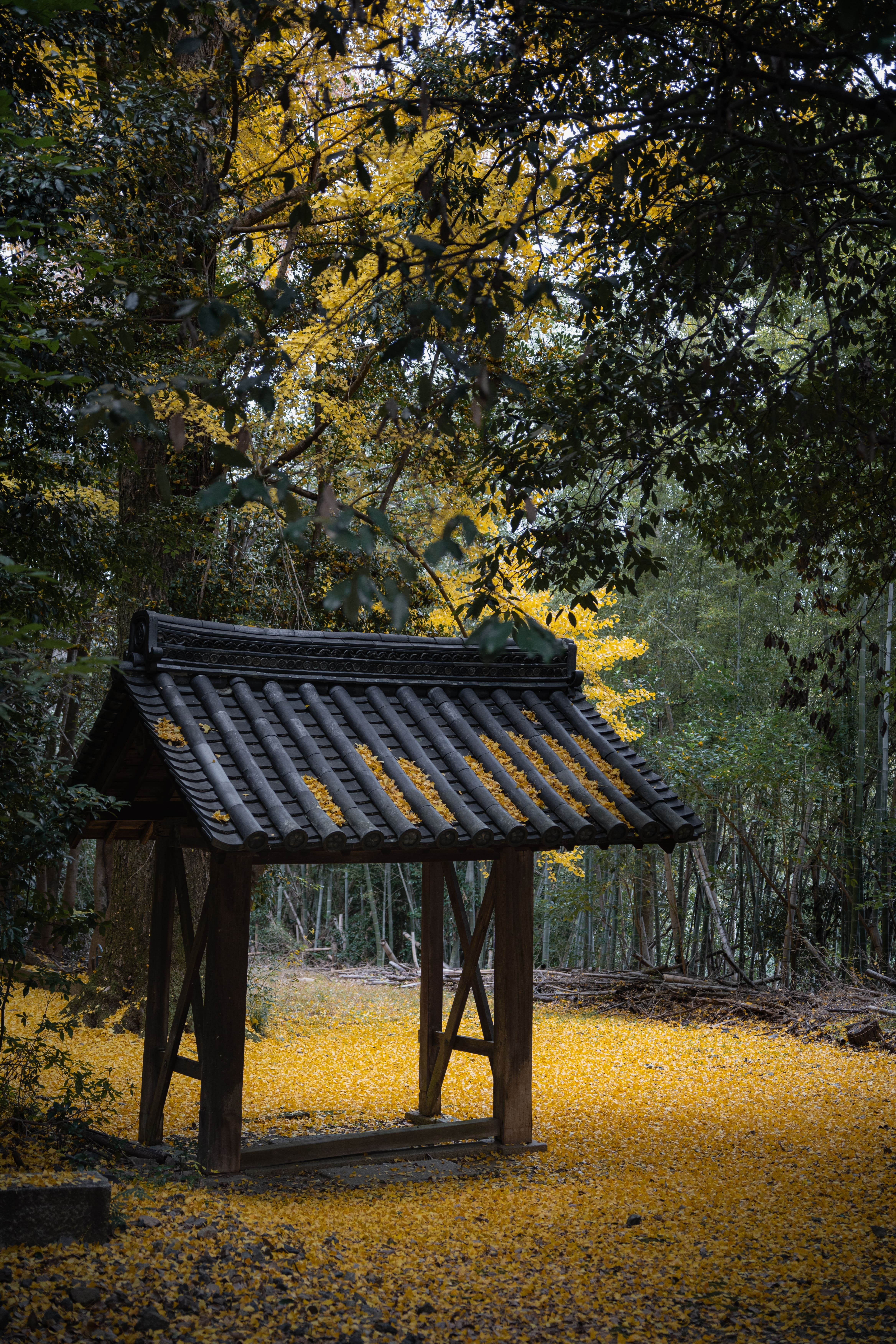 「黄金の絨毯」